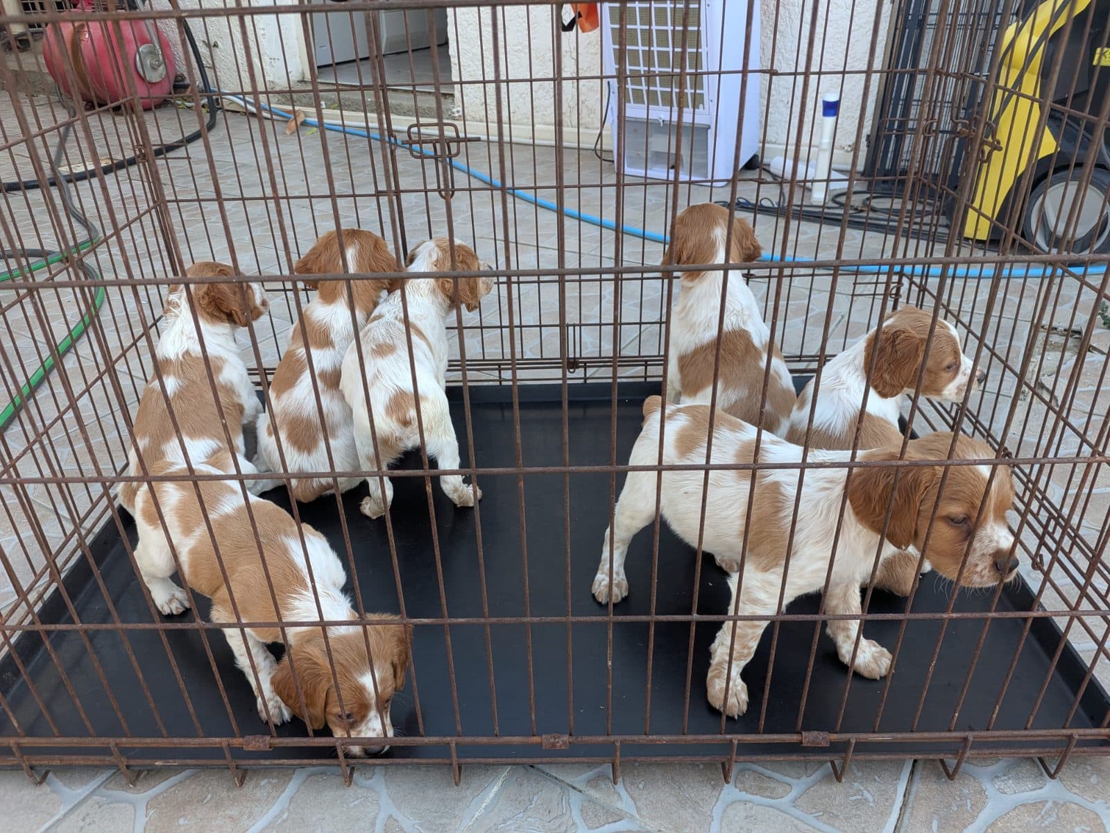 Chiots épagneul breton LOF des plateaux de layabaner