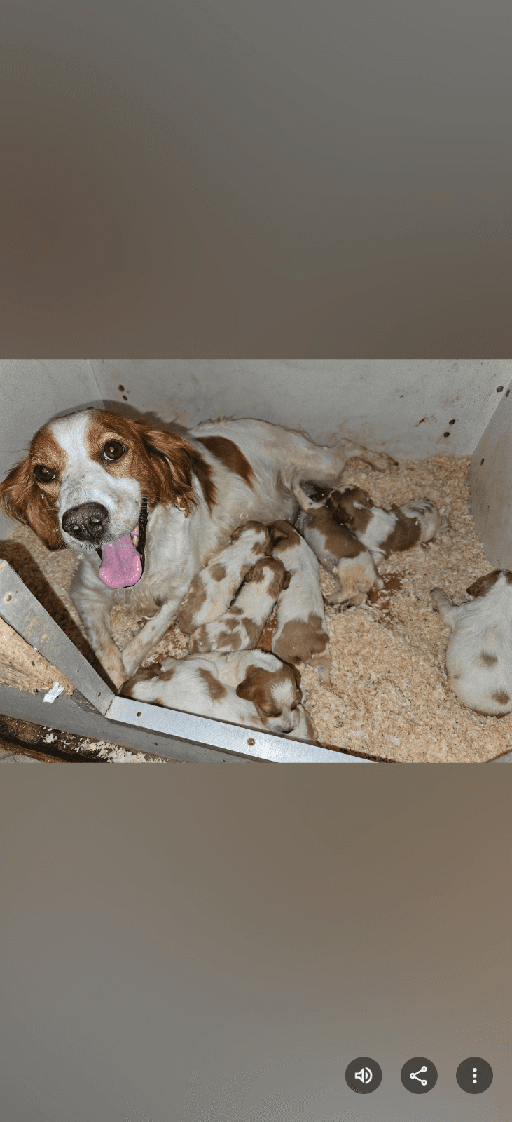 Chiots épagneul breton LOF des plateaux de layabaner