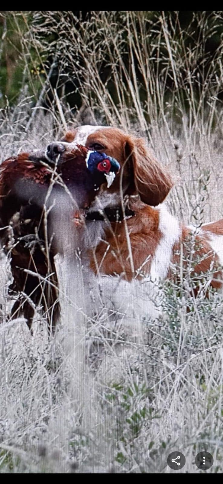 En chasse tous mes chiens rapportent le gibier mort ou vivant