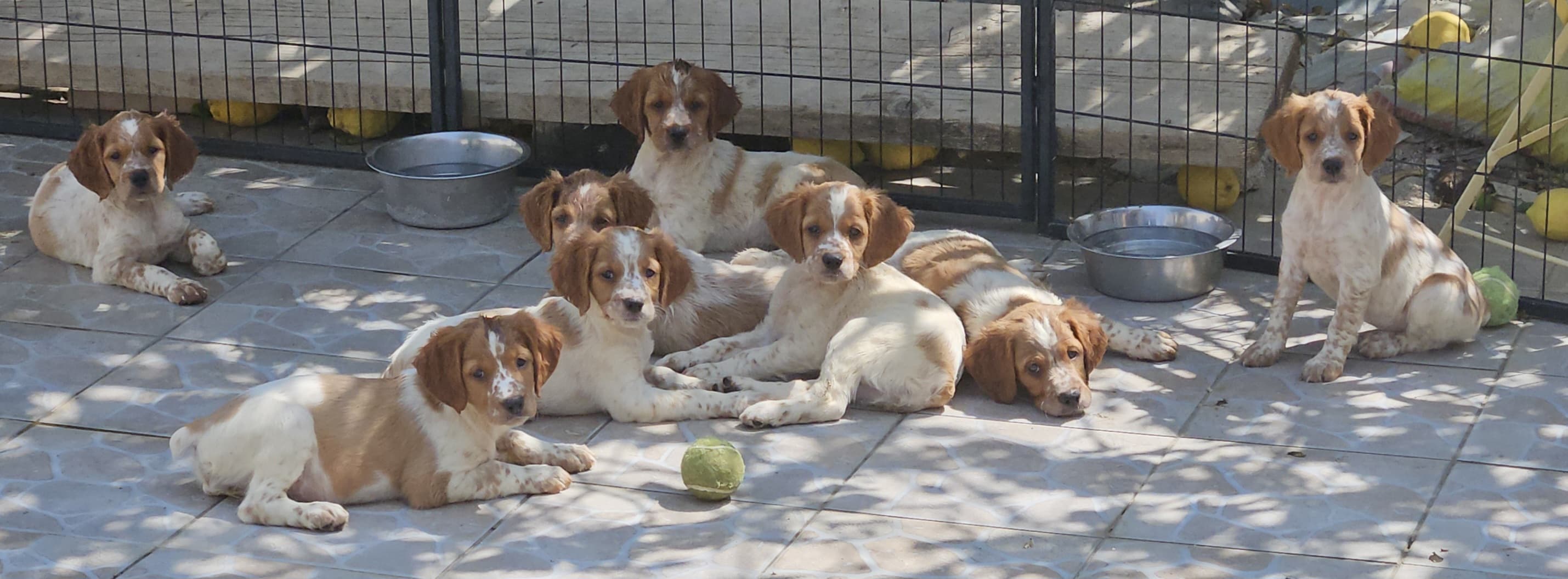 Portée de chiots Épagneul Breton des Plateaux de Layabaner